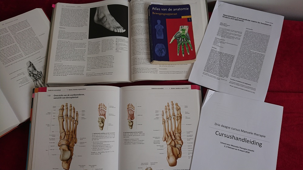 Cursus voet enkel Fysiotherapie Zoetermeer Cursus voet enkel Fysiotherapie Zoetermeer